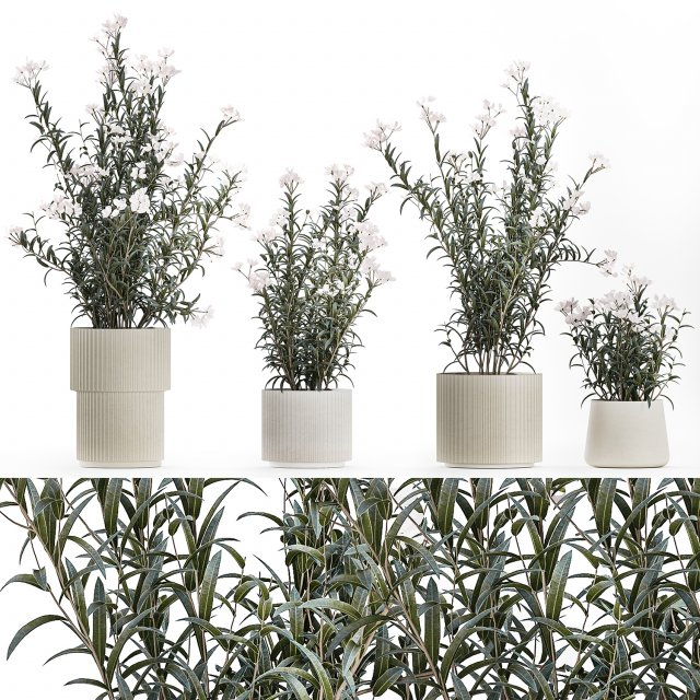 Beautiful plant bushes with white Nerium oleander flowers in pots 1360 Modèle 3D .c4d .max .obj .3ds .fbx .stl .blend 