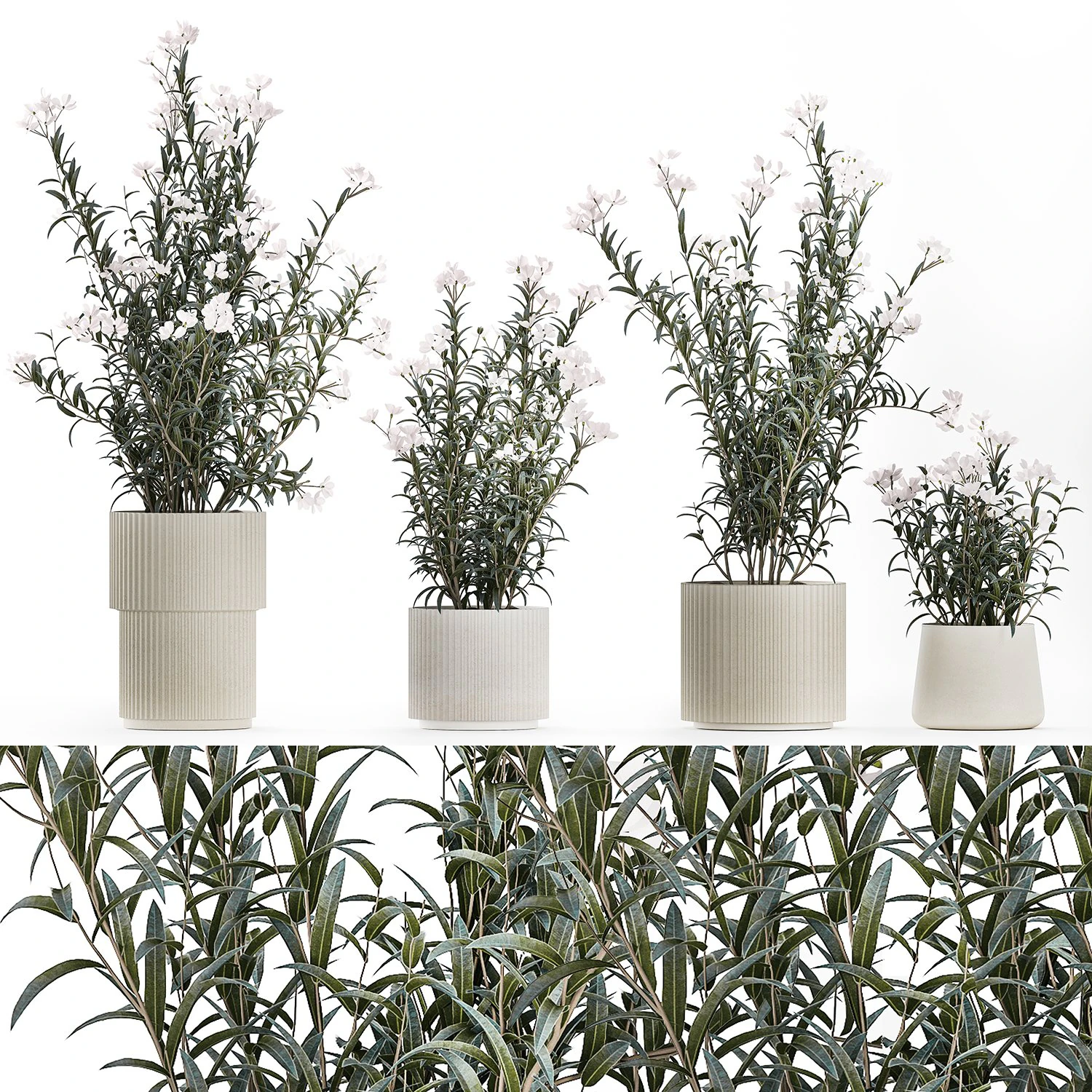 Bellissimi cespugli di piante con fiori bianchi di Nerium oleander in vaso 1360 Modello 3D .c4d .max .obj .3ds .fbx .stl .blend 