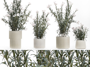 Beautiful plant bushes with white Nerium oleander flowers in pots 1360 Modelo 3D