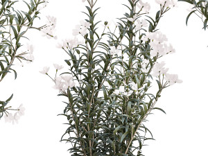 Beautiful plant bushes with white Nerium oleander flowers in pots 1360 Modèle 3D