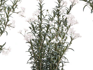 Bellissimi cespugli di piante con fiori bianchi di Nerium oleander in vaso 1360 Modello 3D