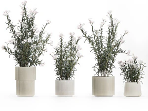 Bellissimi cespugli di piante con fiori bianchi di Nerium oleander in vaso 1360 Modello 3D