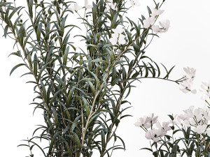 Beautiful plant bushes with white Nerium oleander flowers in pots 1360 Modèle 3D