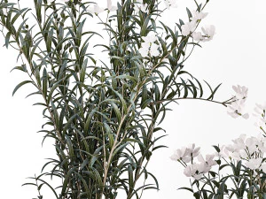 Bellissimi cespugli di piante con fiori bianchi di Nerium oleander in vaso 1360 Modello 3D