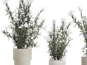 Beautiful plant bushes with white Nerium oleander flowers in pots 1360 Modèle 3D