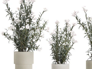 Bellissimi cespugli di piante con fiori bianchi di Nerium oleander in vaso 1360 Modello 3D