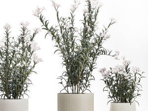 Beautiful plant bushes with white Nerium oleander flowers in pots 1360 Modèle 3D
