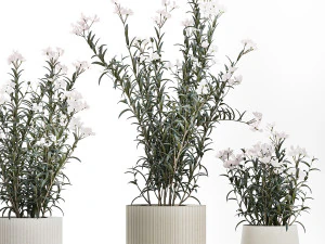 Bellissimi cespugli di piante con fiori bianchi di Nerium oleander in vaso 1360 Modello 3D