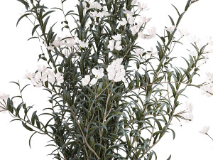 Beautiful plant bushes with white Nerium oleander flowers in pots 1360 Modèle 3D