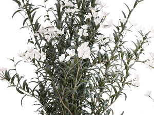 Bellissimi cespugli di piante con fiori bianchi di Nerium oleander in vaso 1360 Modello 3D