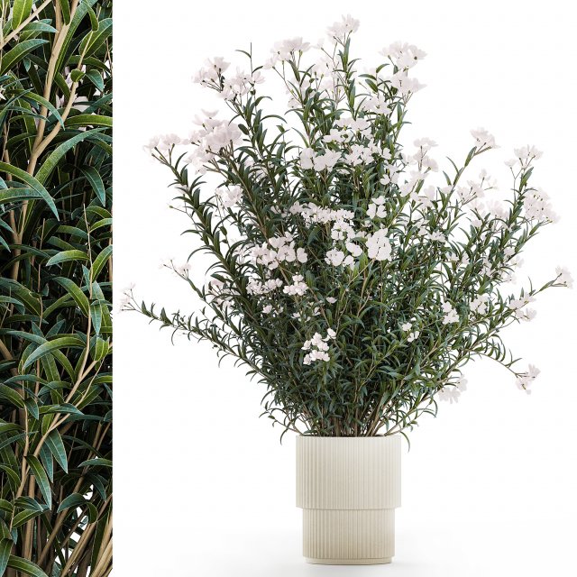 Beautiful plant bushes with white Nerium oleander flowers in pots 1361 Modelo 3D .c4d .max .obj .3ds .fbx .stl .blend 