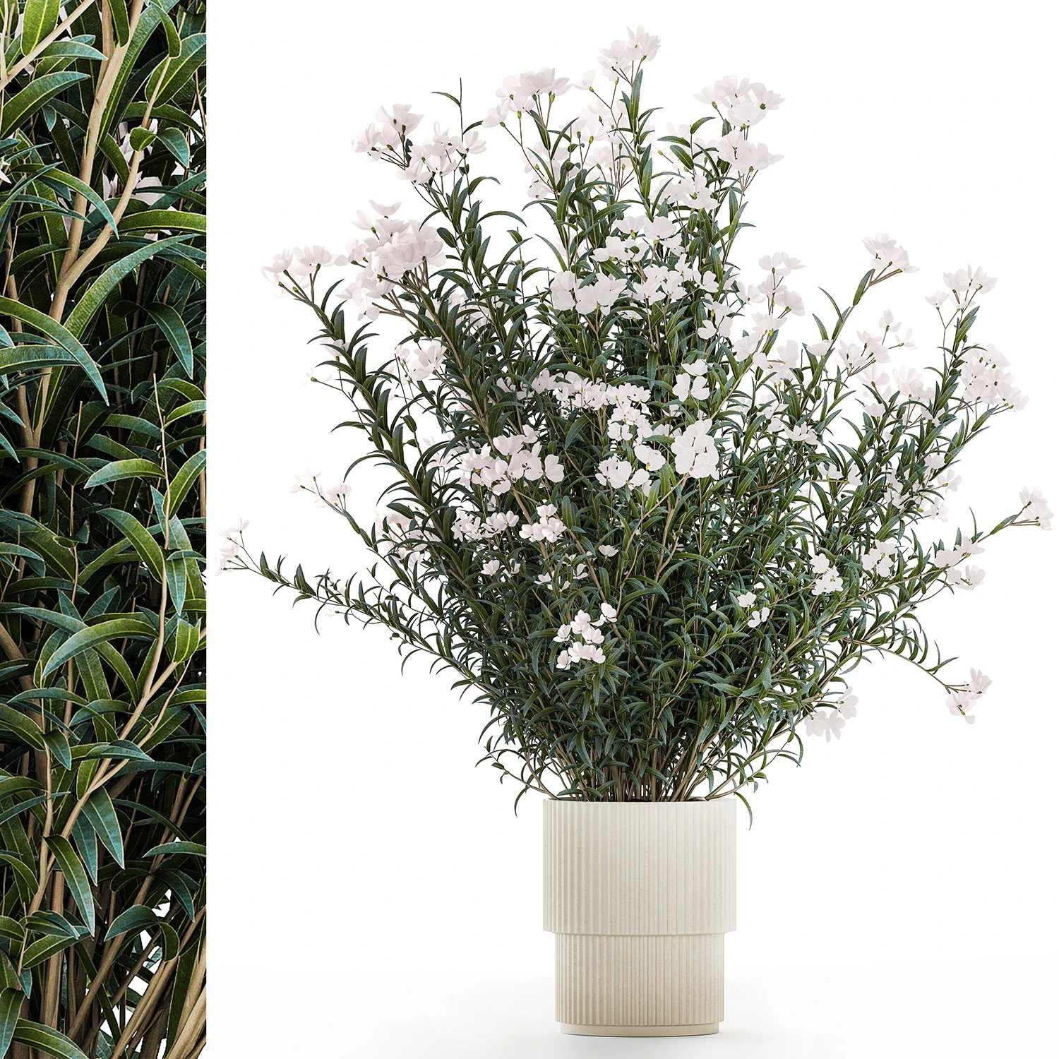 Bellissimi cespugli di piante con fiori bianchi di Nerium oleander in vaso 1361 Modello 3D .c4d .max .obj .3ds .fbx .stl .blend 