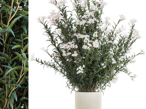 Beautiful plant bushes with white Nerium oleander flowers in pots 1361 3D Model