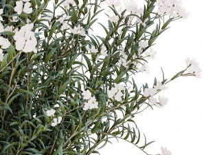 Bellissimi cespugli di piante con fiori bianchi di Nerium oleander in vaso 1361 Modello 3D