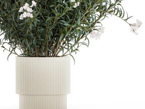Bellissimi cespugli di piante con fiori bianchi di Nerium oleander in vaso 1361 Modello 3D