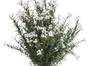 Beautiful plant bushes with white Nerium oleander flowers in pots 1361 Modelo 3D