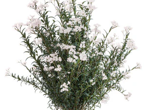 Bellissimi cespugli di piante con fiori bianchi di Nerium oleander in vaso 1361 Modello 3D