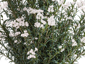 Beautiful plant bushes with white Nerium oleander flowers in pots 1361 Modelo 3D