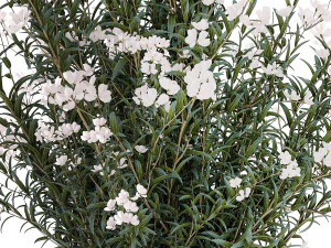 Bellissimi cespugli di piante con fiori bianchi di Nerium oleander in vaso 1361 Modello 3D