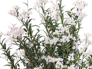 Beautiful plant bushes with white Nerium oleander flowers in pots 1361 Modelo 3D