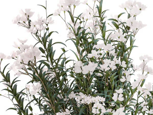 Bellissimi cespugli di piante con fiori bianchi di Nerium oleander in vaso 1361 Modello 3D