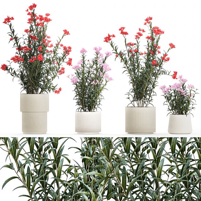 Beautiful plants with pink Nerium oleander flowers in pots 1362 3Dモデル .c4d .max .obj .3ds .fbx .stl .blend 