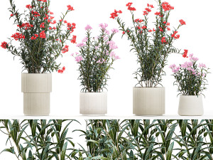 Beautiful plants with pink Nerium oleander flowers in pots 1362 Modelo 3D