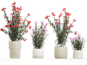 Bellissime piante con fiori rosa Nerium oleander in vaso 1362 Modello 3D