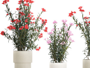 Beautiful plants with pink Nerium oleander flowers in pots 1362 3Dモデル