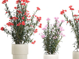Bellissime piante con fiori rosa Nerium oleander in vaso 1362 Modello 3D