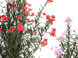 Beautiful plants with pink Nerium oleander flowers in pots 1362 3Dモデル