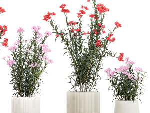 Beautiful plants with pink Nerium oleander flowers in pots 1362 3Dモデル