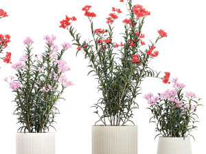 Bellissime piante con fiori rosa Nerium oleander in vaso 1362 Modello 3D