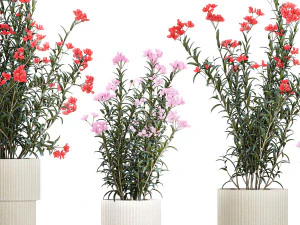 Bellissime piante con fiori rosa Nerium oleander in vaso 1362 Modello 3D
