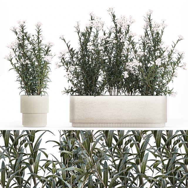 Beautiful plants with white flowers Nerium oleander in pots 1363 3D Model .c4d .max .obj .3ds .fbx .stl .blend 