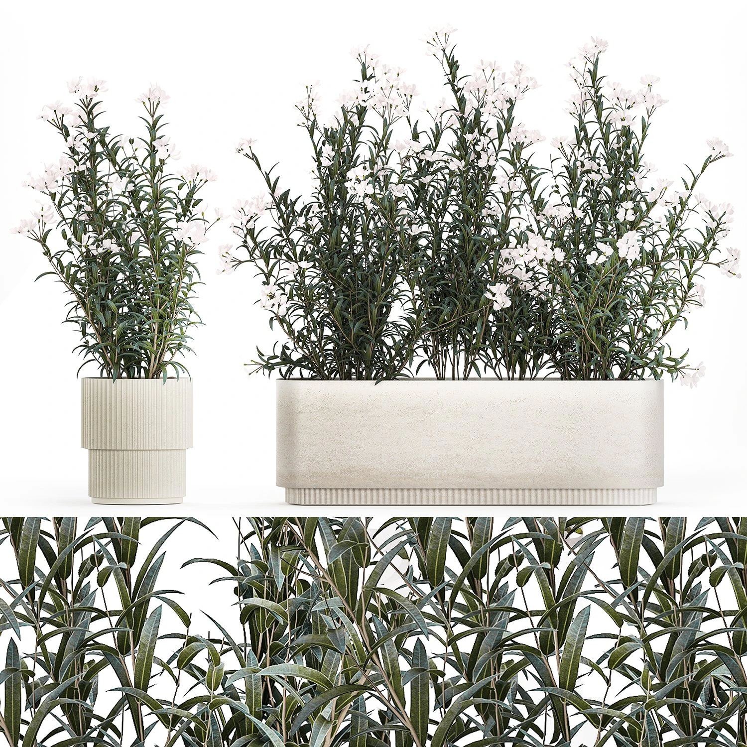 Beautiful plants with white flowers Nerium oleander in pots 1363 3D Model .c4d .max .obj .3ds .fbx .stl .blend 