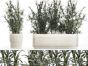 Beautiful plants with white flowers Nerium oleander in pots 1363 Modelo 3D