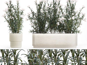 Lindas plantas com flores brancas Nerium oleander em vasos 1363 Modelo 3D
