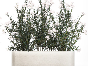 Beautiful plants with white flowers Nerium oleander in pots 1363 3D Model