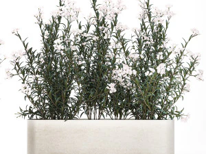Beautiful plants with white flowers Nerium oleander in pots 1363 3D Model