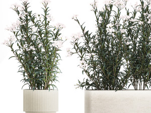 Beautiful plants with white flowers Nerium oleander in pots 1363 3D Model