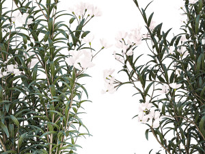 Beautiful plants with white flowers Nerium oleander in pots 1363 3D Model