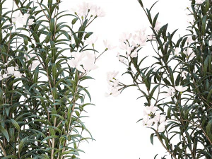 Beautiful plants with white flowers Nerium oleander in pots 1363 3D Model