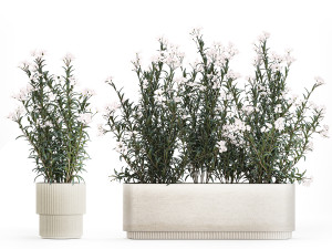 Beautiful plants with white flowers Nerium oleander in pots 1363 3D Model