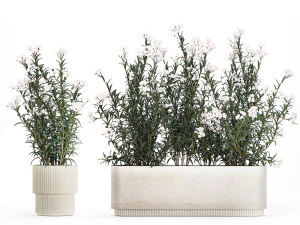 Beautiful plants with white flowers Nerium oleander in pots 1363 3D Model