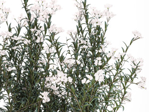Beautiful plants with white flowers Nerium oleander in pots 1363 3D Model