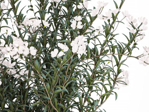 Beautiful plants with white flowers Nerium oleander in pots 1363 3D Model