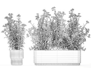 Beautiful plants with white flowers Nerium oleander in pots 1363 3D Model