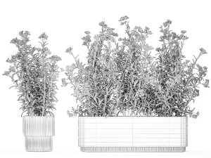 Beautiful plants with white flowers Nerium oleander in pots 1363 3D Model