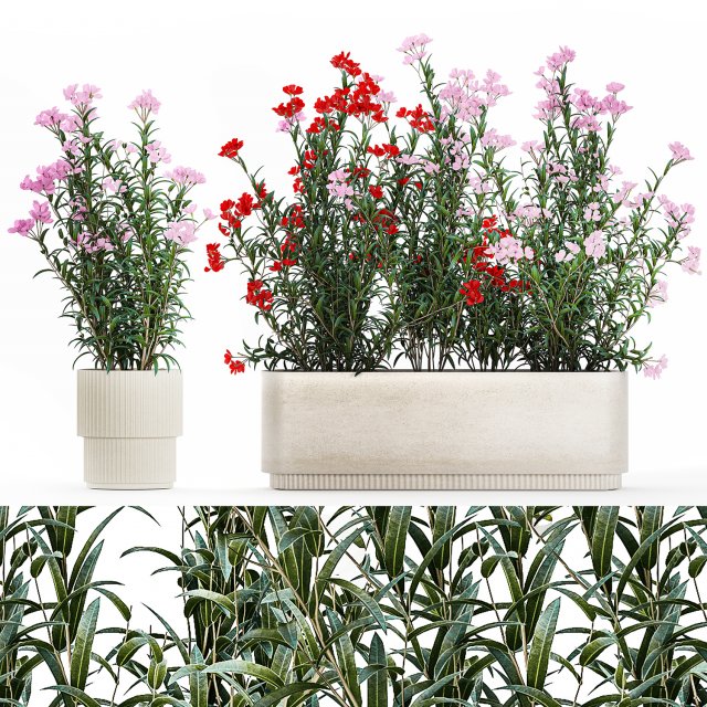 Beautiful plants with red Nerium oleander flowers in pots 1364 Modelo 3D .c4d .max .obj .3ds .fbx .stl .blend 